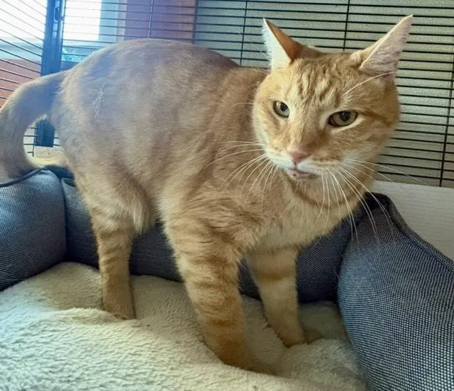 An adult medium-sized male Tabby (Orange / Red) Domestic Short Hair cat named Moonglow for adoption in Breinigsville, PA