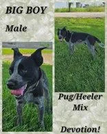An adult medium-sized male Pug dog named Big Boy for adoption in Newport, KY
