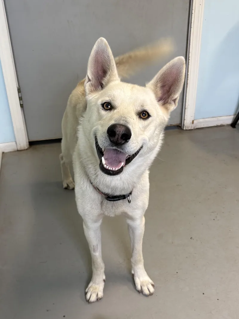 A young large-sized male Mixed Breed dog named Wolowitz for adoption in Big Rapids, MI