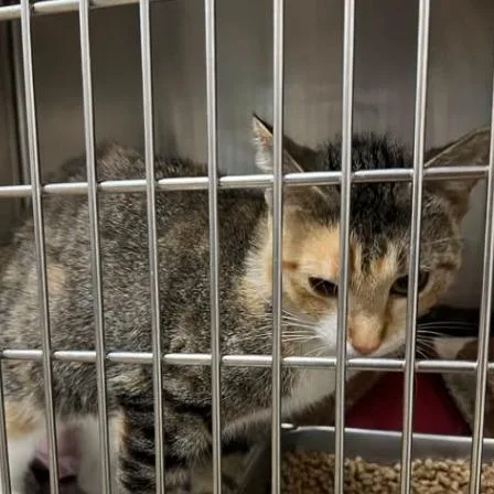 A young small-sized female Torbie Domestic Short Hair cat named Juno C for adoption in Princeton, MN
