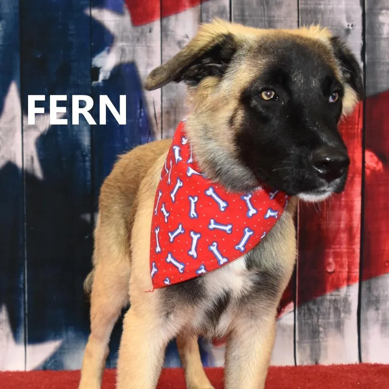 An adult large-sized male Brown / Chocolate Shepherd dog named Fern for adoption in Yuma, AZ