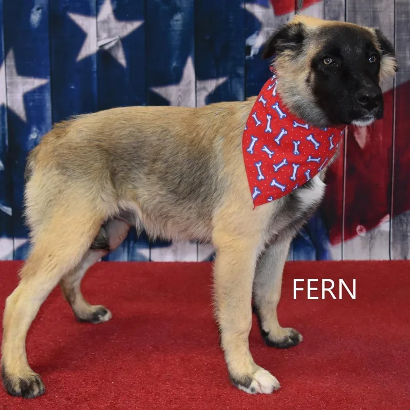 Fern thumbnail 2