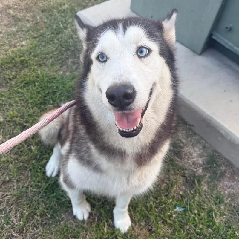 An adult large-sized female Husky dog named TXACStray for adoption in Portland, TX