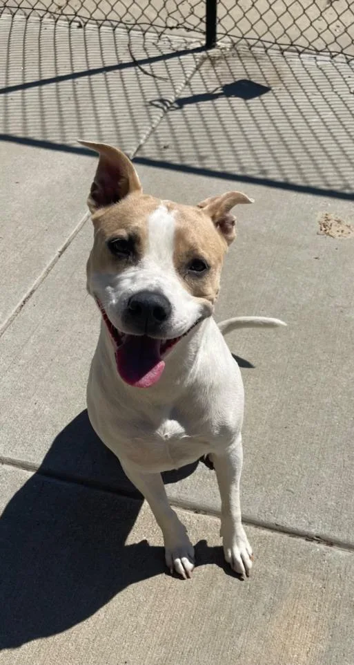 A young large-sized female Pit Bull Terrier dog named Coda for adoption in Tulsa, OK