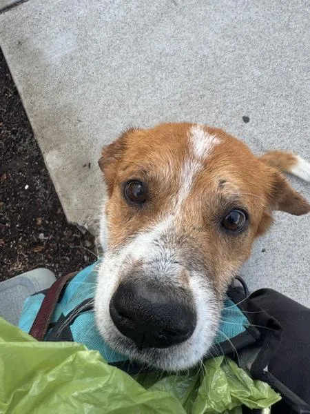 A senior medium-sized male Australian Shepherd dog named Bradley for adoption in San Diego, CA