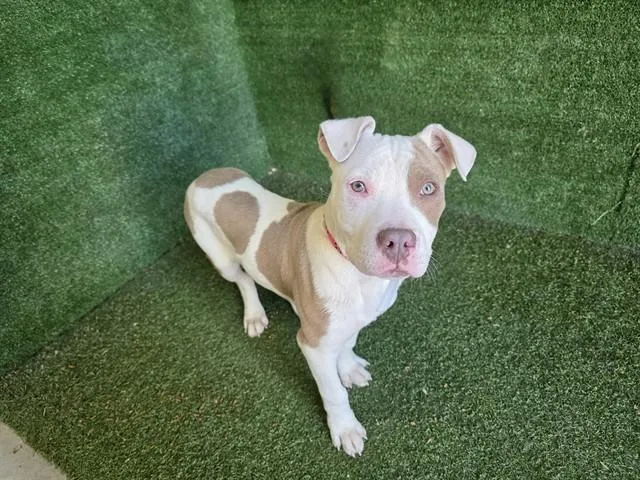 A baby small-sized male Pit Bull Terrier dog named Dexter for adoption in Lancaster, CA