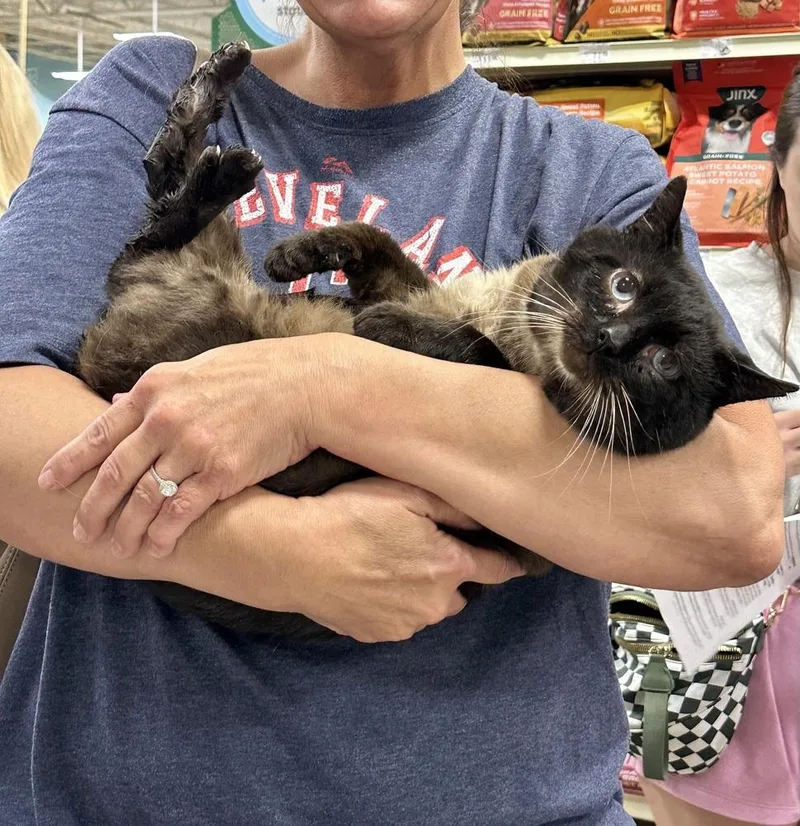An adult large-sized male Black & White / Tuxedo Siamese cat named Masons : Buddy for adoption in Aurora, IN