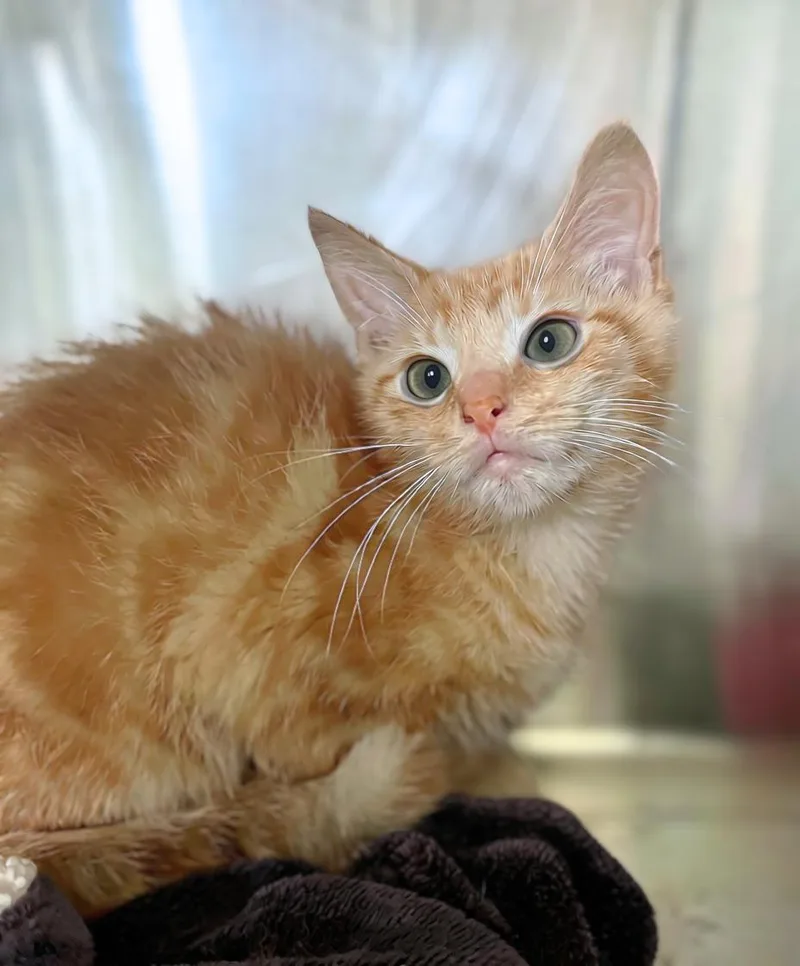 A baby medium-sized male Tabby (Orange / Red) Domestic Short Hair cat named Tourmaline for adoption in Seville, OH