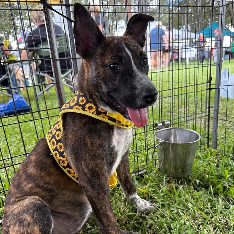 A young small-sized female Rat Terrier dog named Sasha for adoption in North Port, FL