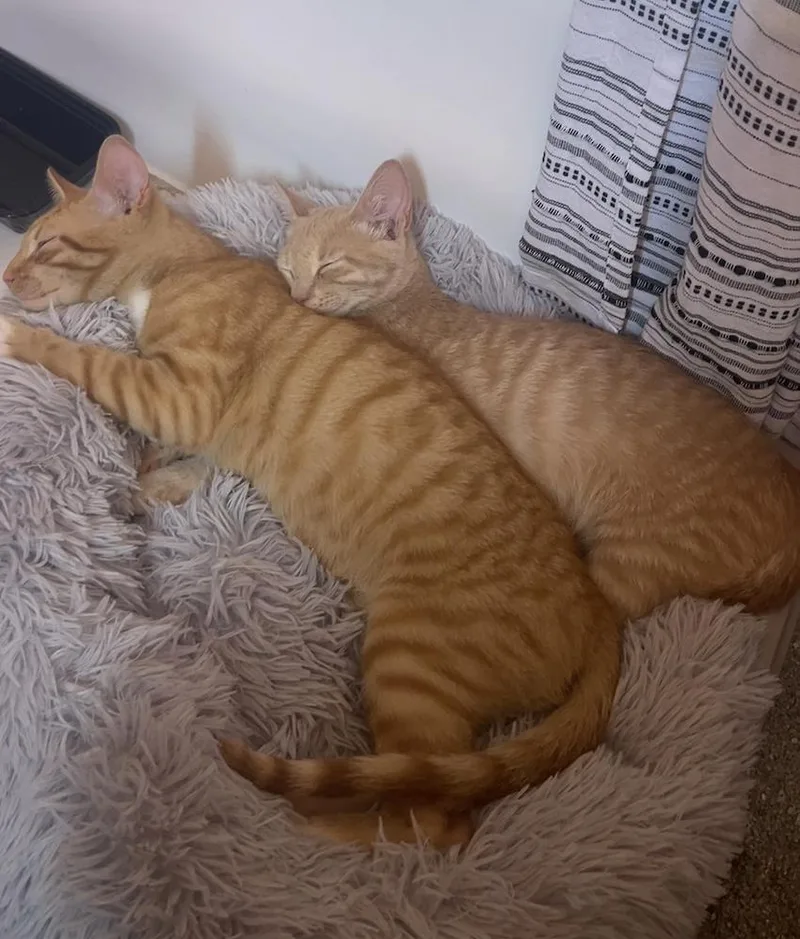 A baby medium-sized male Orange & White Tabby cat named Peaches for adoption in Key Biscayne, FL