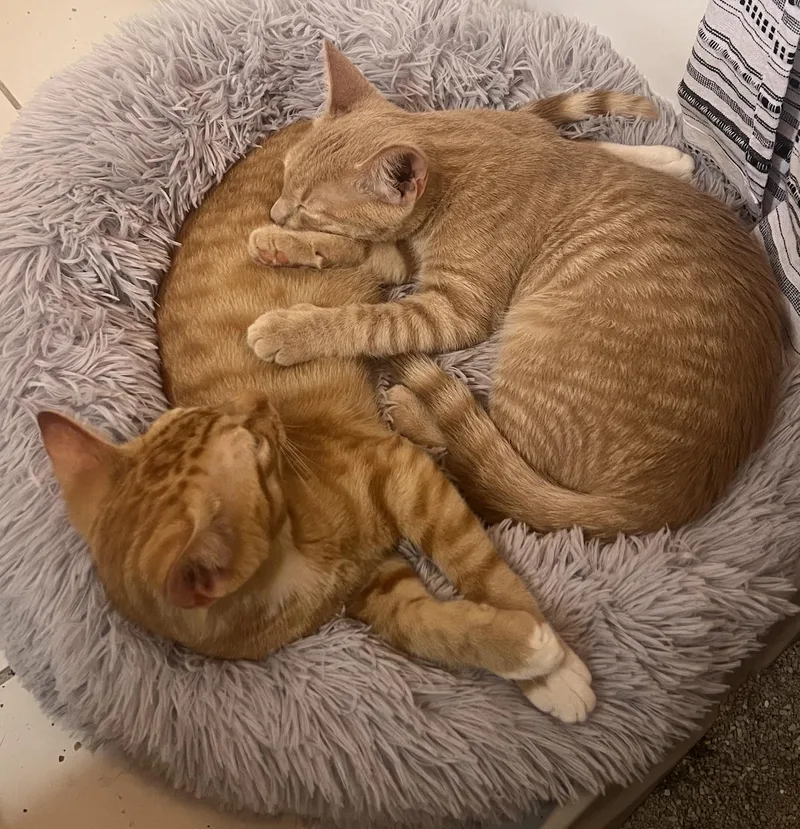 Peaches thumbnail 3