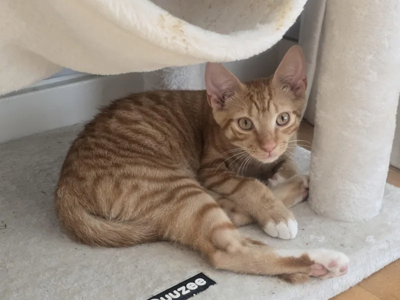 Peaches thumbnail 4