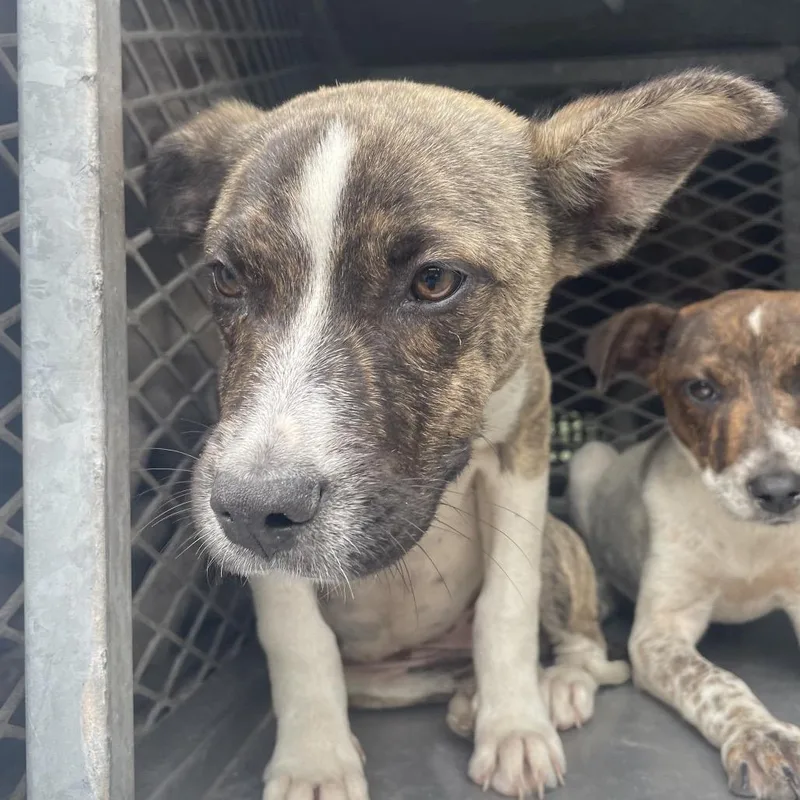 A young small-sized female White / Cream Shepherd dog named Mimosa for adoption in Edinburg, TX
