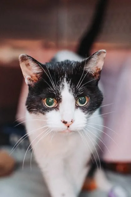 An adult small-sized male Domestic Short Hair cat named A Jason Bond for adoption in North Charleston, SC