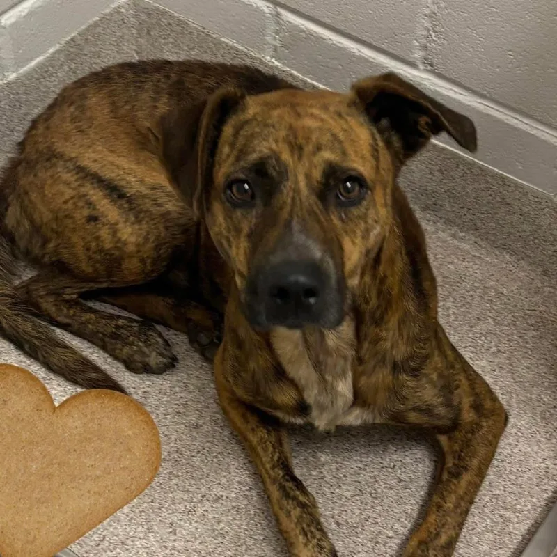 An adult large-sized male Mixed Breed dog named Copper AKA Bub for adoption in Horn Lake, MS