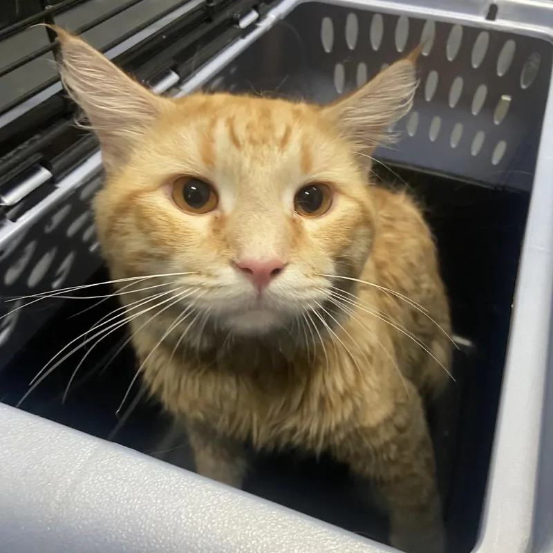 An adult large-sized male Orange / Red Domestic Long Hair cat named Cheeto for adoption in Allentown, PA