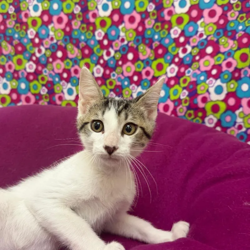 A baby small-sized male White Domestic Short Hair cat named Einstein for adoption in Deerfield, IL