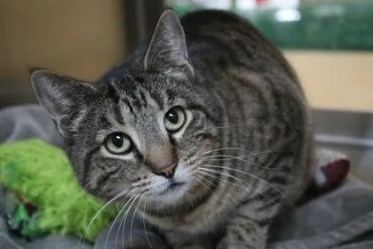 An adult large-sized female Domestic Short Hair cat named Bessie for adoption in Brunswick, GA
