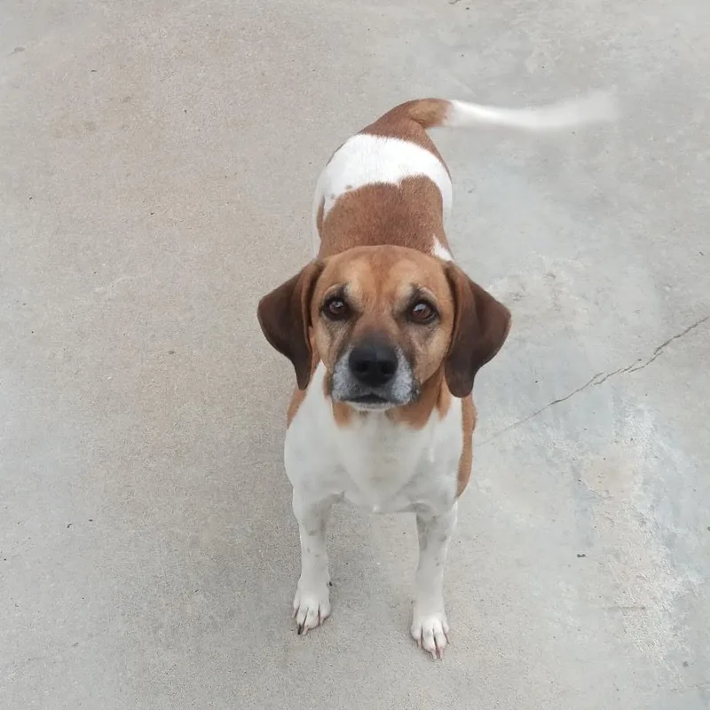 An adult small-sized male Terrier dog named Nibs for adoption in Seymour, IN