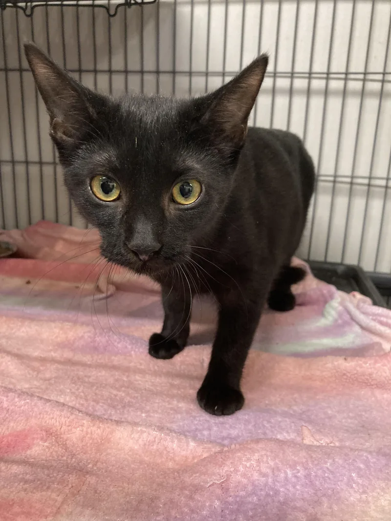 A baby medium-sized female Black Domestic Short Hair cat named Porsche for adoption in Kankakee, IL