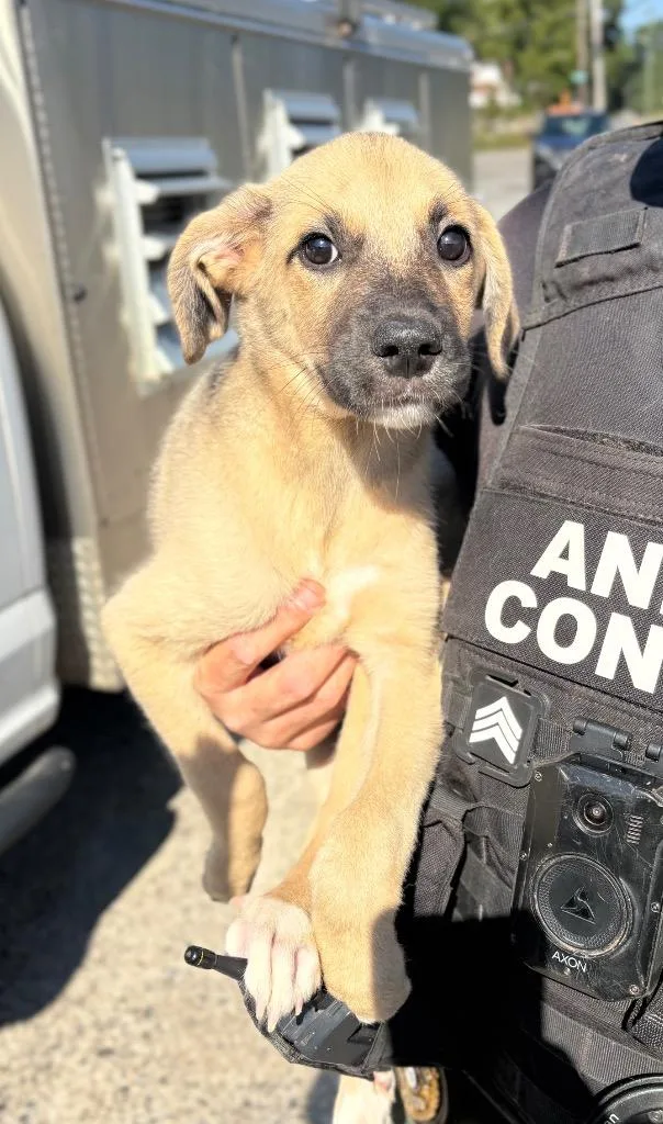 A baby medium-sized female Mixed Breed dog named Tickle for adoption in Rome, GA