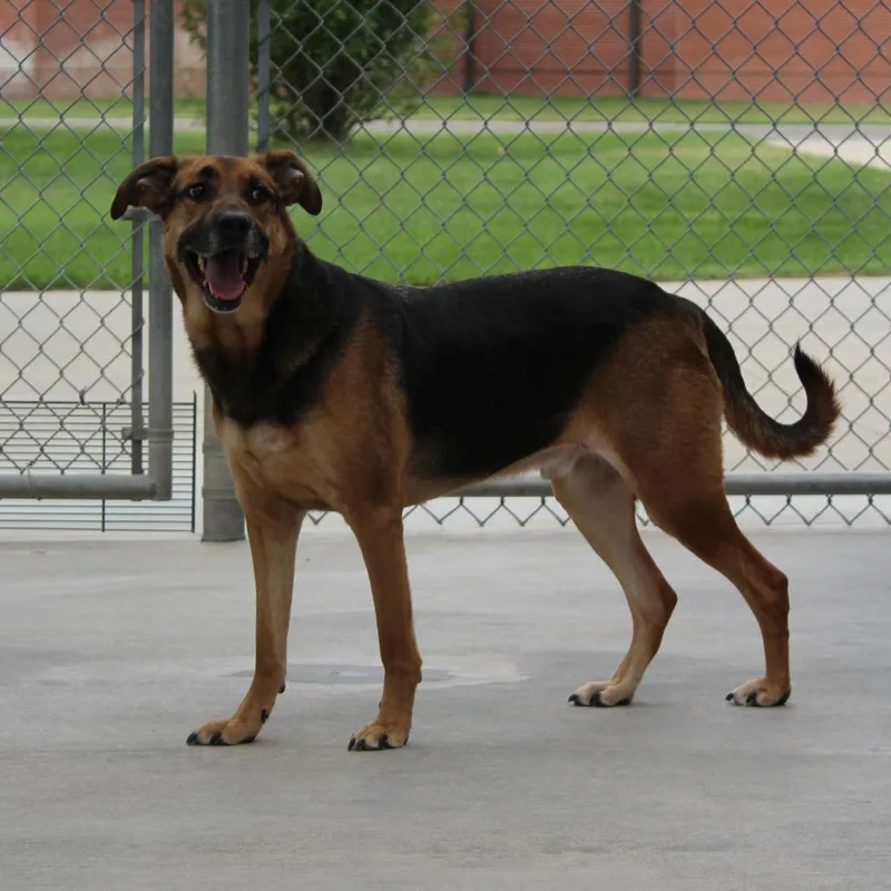 An adult large-sized male German Shepherd Dog dog named Chase for adoption in McPherson, KS