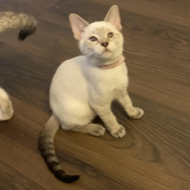 A baby medium-sized female Siamese cat named Nova for adoption in Mobile, AL