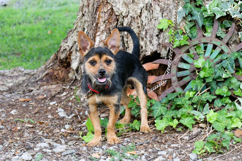 A young small-sized male Yorkshire Terrier dog named Zeus for adoption in Humboldt, TN