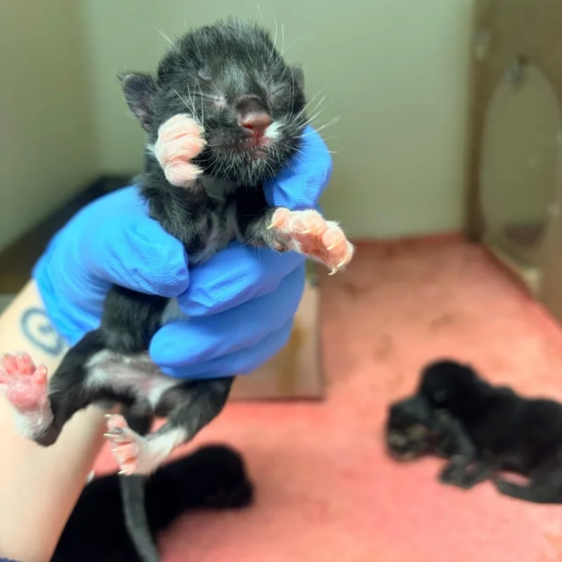 A baby small-sized male Black Domestic Short Hair cat named Obsidian for adoption in Harrisonburg, VA