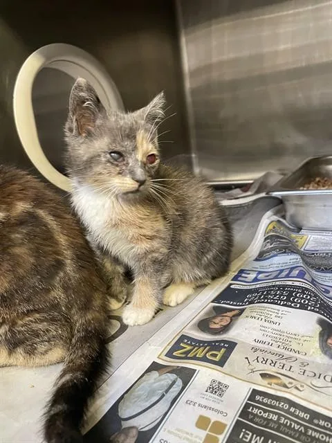 A young small-sized female Domestic Short Hair cat named Wisteria for adoption in Stockton, CA