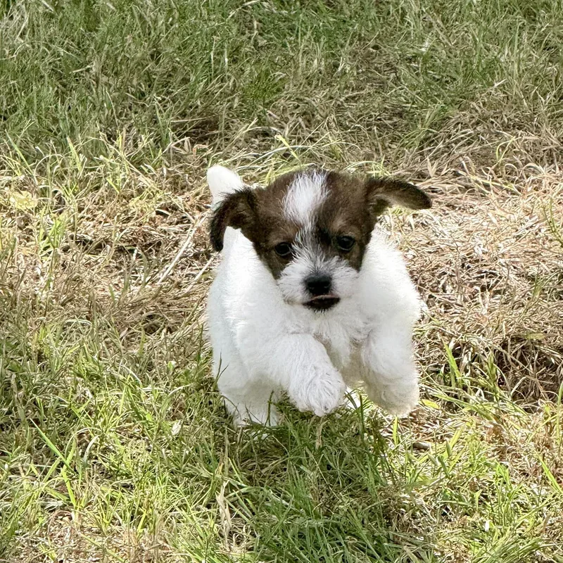 A baby small-sized female Brown / Chocolate Chihuahua dog named Derby for adoption in Fort Worth, TX