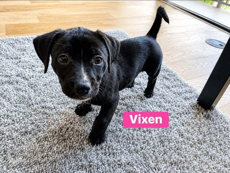 Vixen thumbnail 3