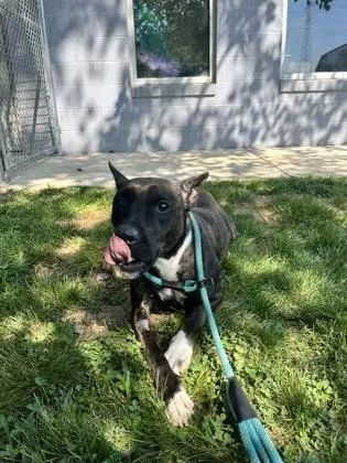 An adult medium-sized female Mixed Breed dog named Dala for adoption in Columbus, IN