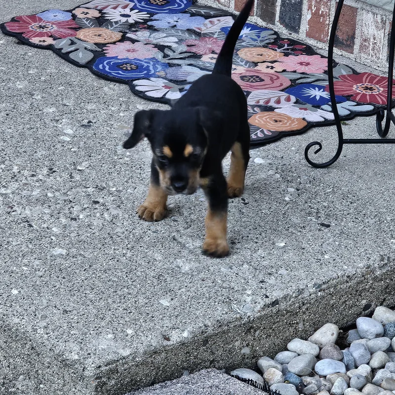 A baby medium-sized male Black Beagle dog named Buckley for adoption in Union Grove, WI
