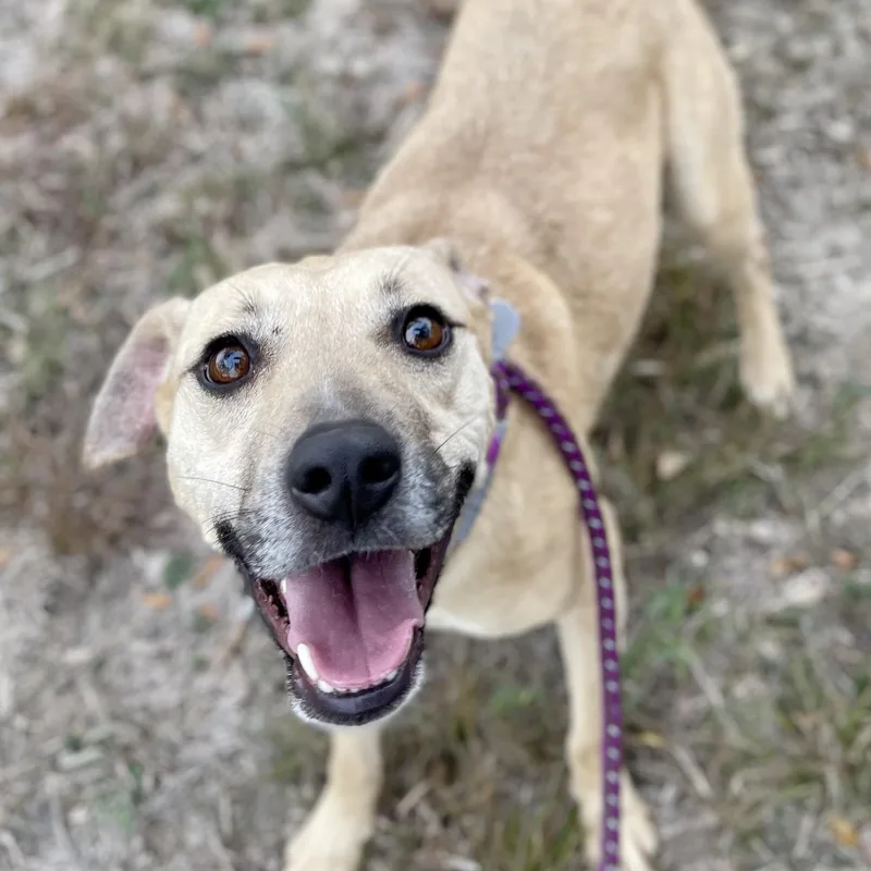 An adult medium-sized female Apricot / Beige Black Mouth Cur dog named Krissy for adoption in Center Point, TX