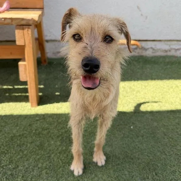 A young small-sized male Yellow / Tan / Blond / Fawn Terrier dog named Clifford for adoption in Hawthorne, CA