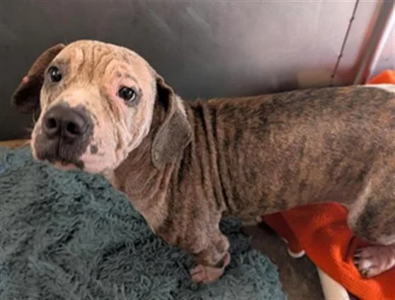 A young medium-sized male Pit Bull Terrier dog named Rapid for adoption in Sacramento, CA