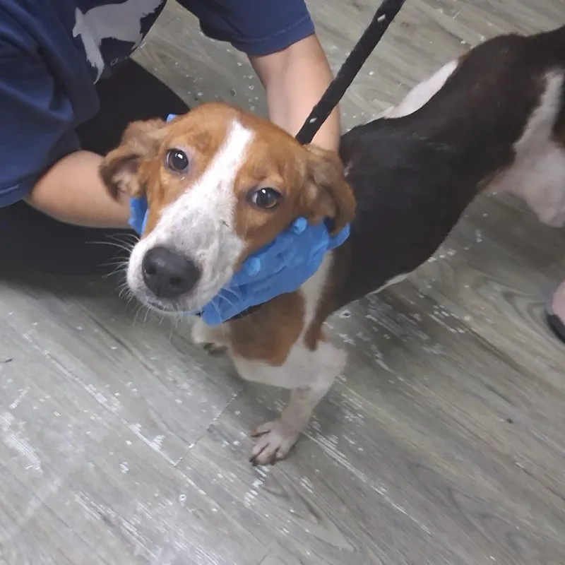 An adult medium-sized female Red / Chestnut / Orange Hound dog named Loretta for adoption in Summerville, SC