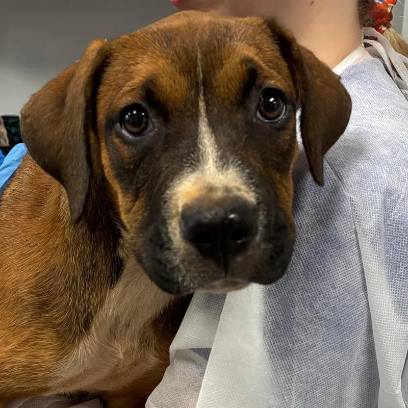 A baby small-sized female Brown / Chocolate Mixed Breed dog named Buttercup for adoption in Greenville, SC