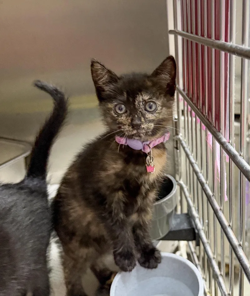 A baby medium-sized female Domestic Short Hair cat named Trisquit for adoption in Sanford, NC