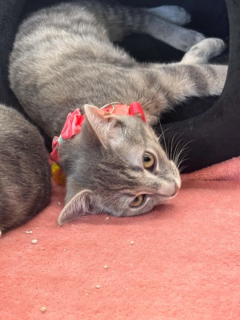 A baby small-sized female Tabby (Gray / Blue / Silver) Domestic Short Hair cat named Ash for adoption in Wilmington, NC