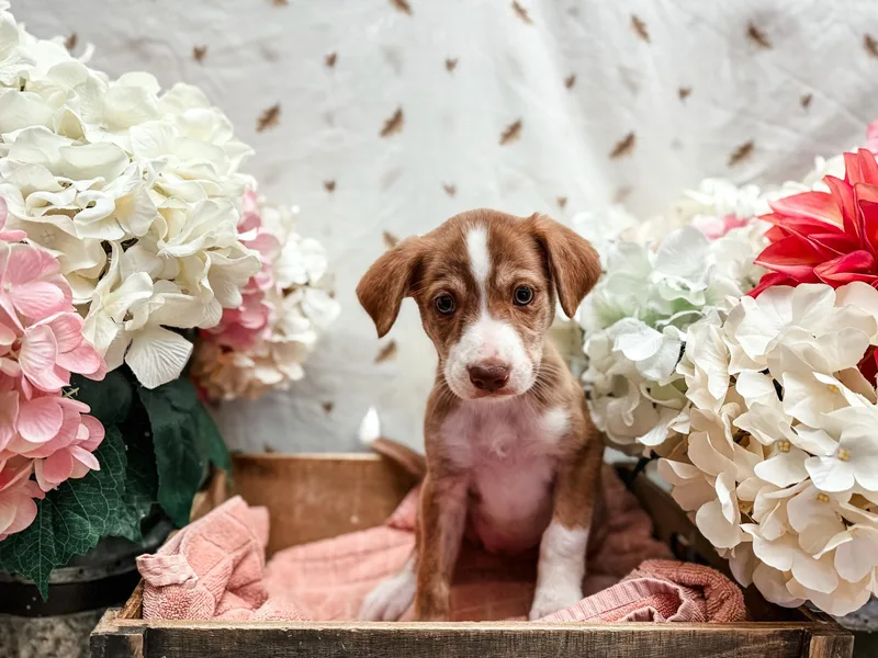A baby medium-sized female Bicolor Terrier dog named Delicatta Squash for adoption in Newberg, OR