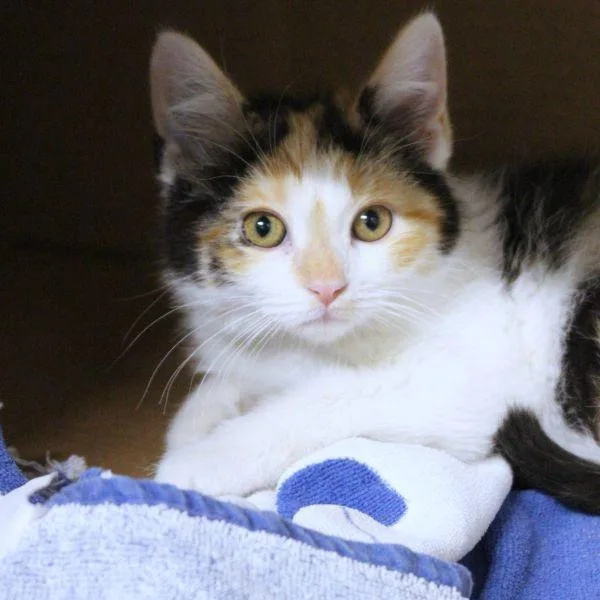 A baby medium-sized female Domestic Short Hair cat named Ingrid for adoption in Des Moines, IA