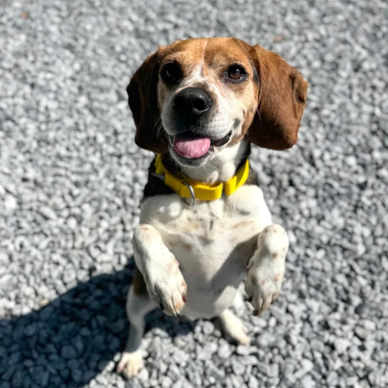 An adult medium-sized male Brown / Chocolate Mixed Breed dog named Todd for adoption in Hendersonville, NC