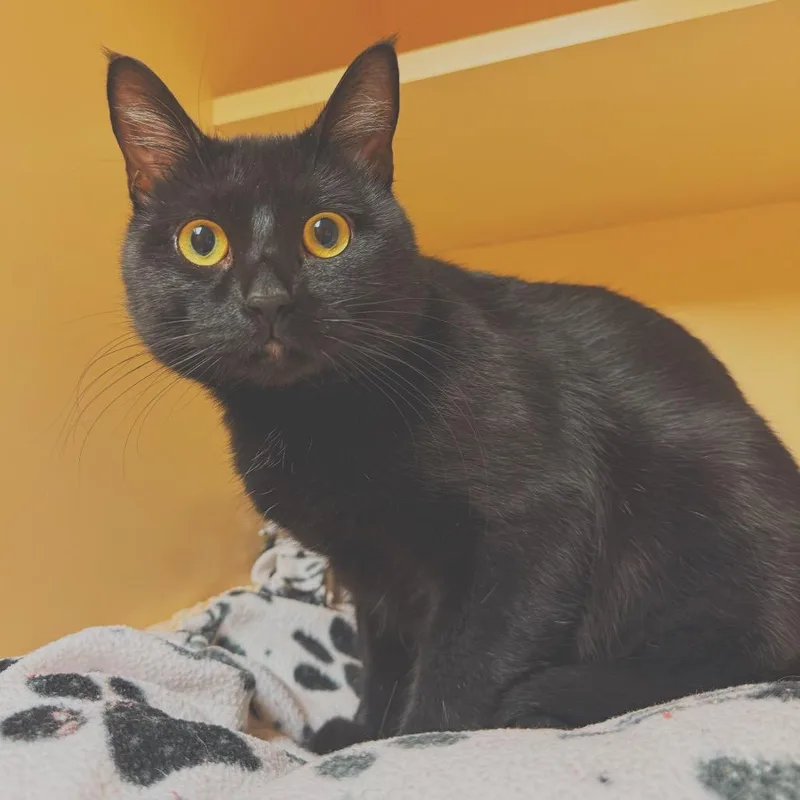An adult medium-sized male Black Domestic Short Hair cat named Toothless for adoption in Hays, KS