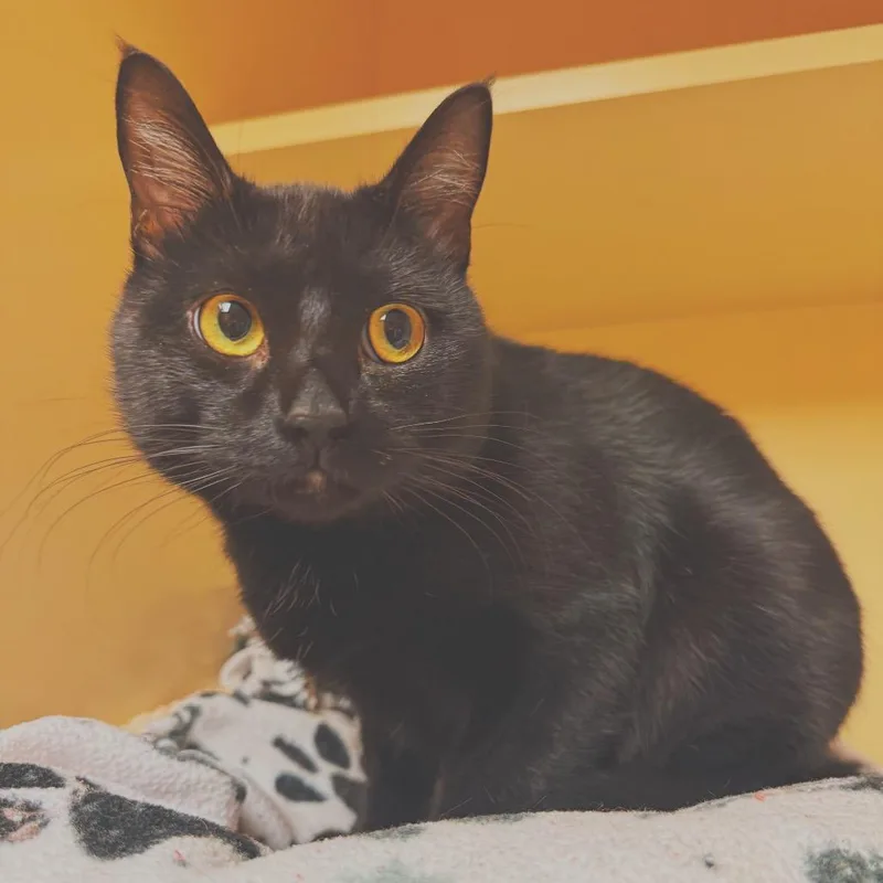 Toothless thumbnail 4