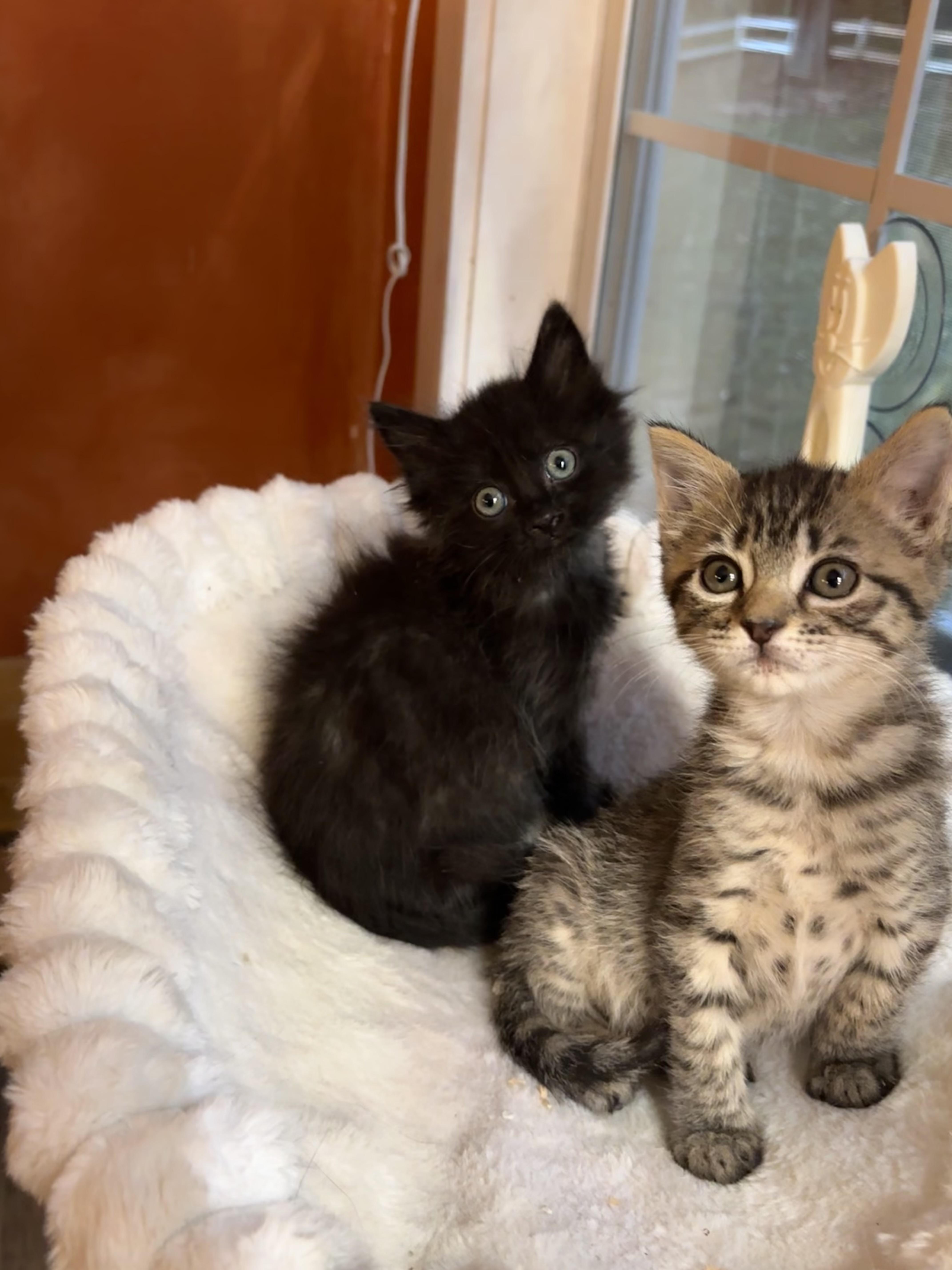 A baby small-sized female Domestic Medium Hair cat named Chloe & Jolene for adoption in Woodlawn, TN