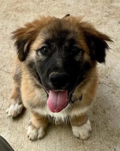 A young small-sized male German Shepherd Dog dog named Frodo for adoption in Irvine, CA