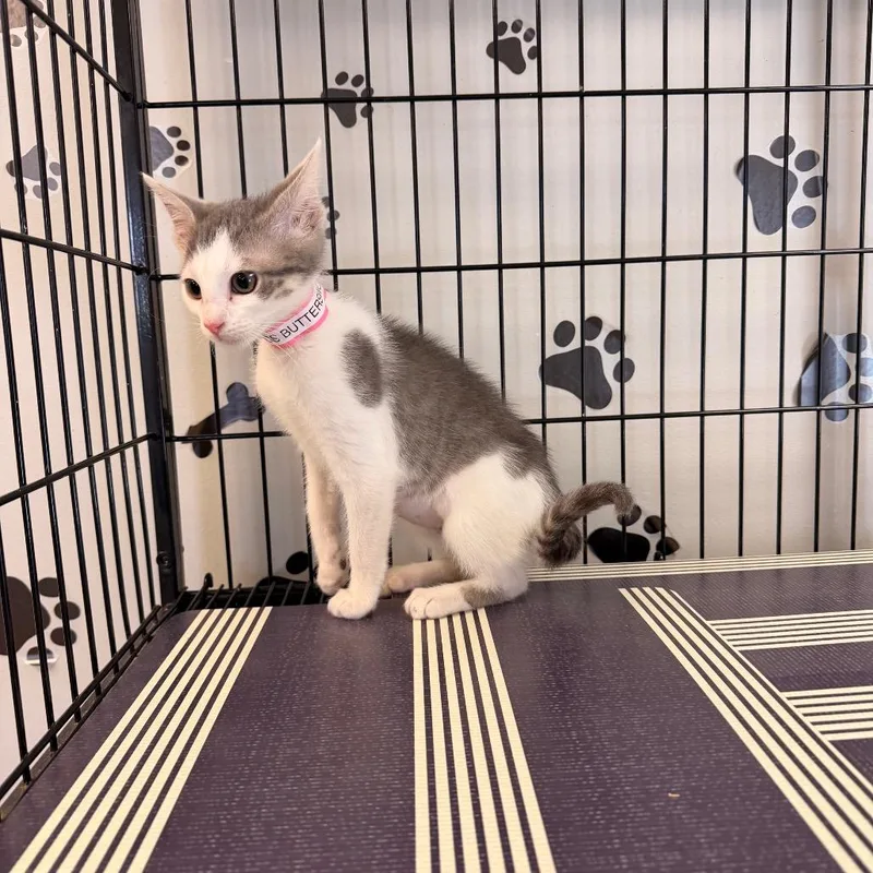 Miss Buttersworth thumbnail 2