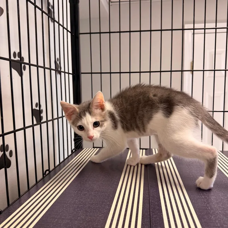 Miss Buttersworth thumbnail 3